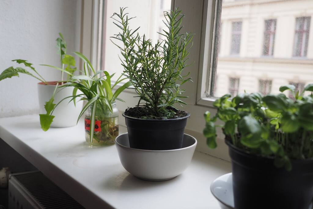 Little Herbs