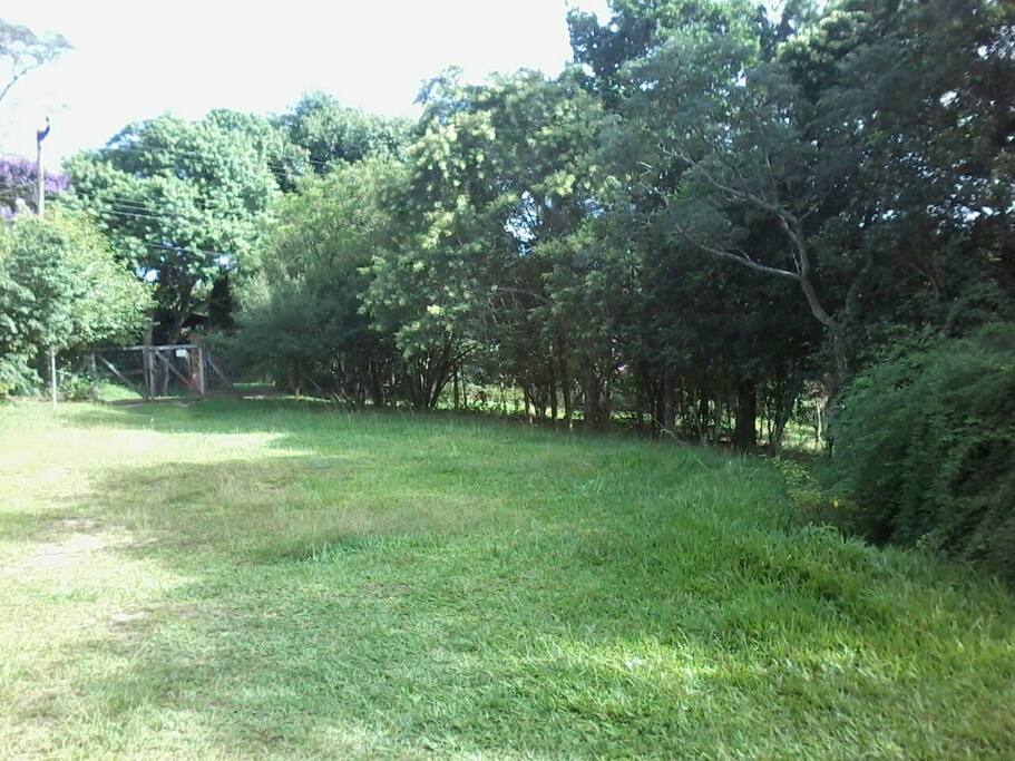 mata nativa