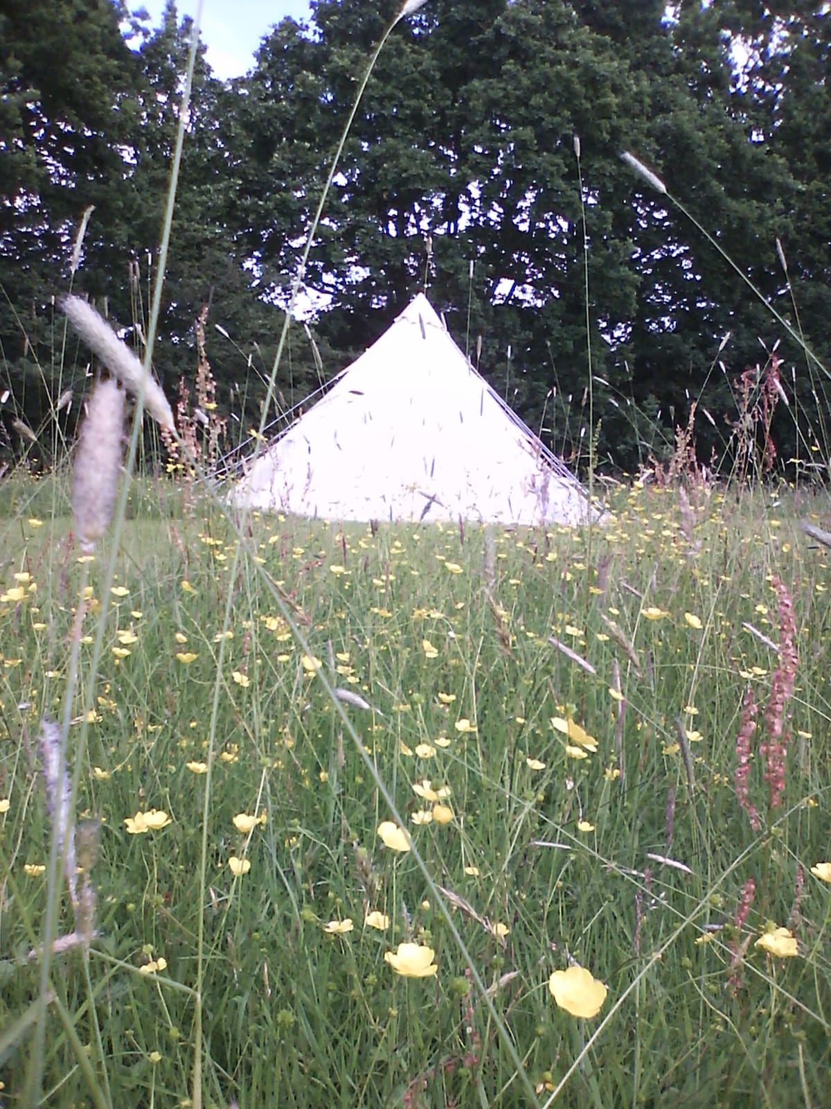 A white bell tent is set in a meadow, surrounded by tall grass and yellow wildflowers. The natural landscape features lush greenery and trees in the background, creating a serene rural atmosphere.