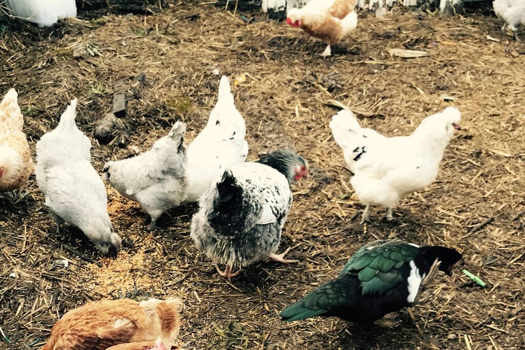 The flock