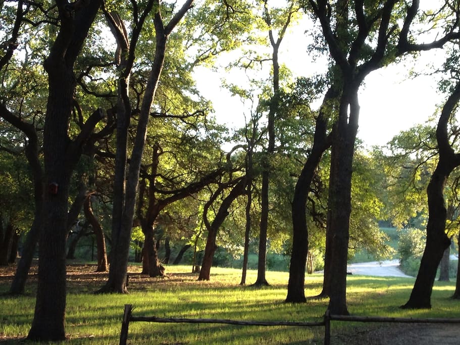 The view of the beautiful tree-covered oasis is spectacular, especially at sunset!