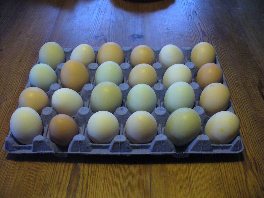 Fresh eggs