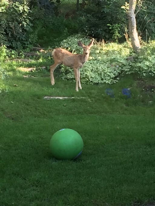 Friendly deer in spring
