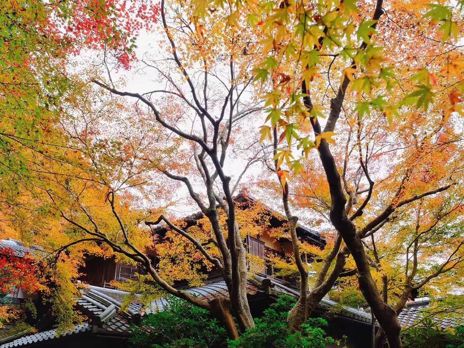 如果红叶季到京都只能看一个寺院 我会选这里 京都旅游攻略 尽在airbnb爱彼迎
