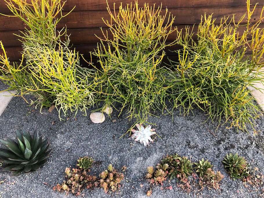 Succulent garden