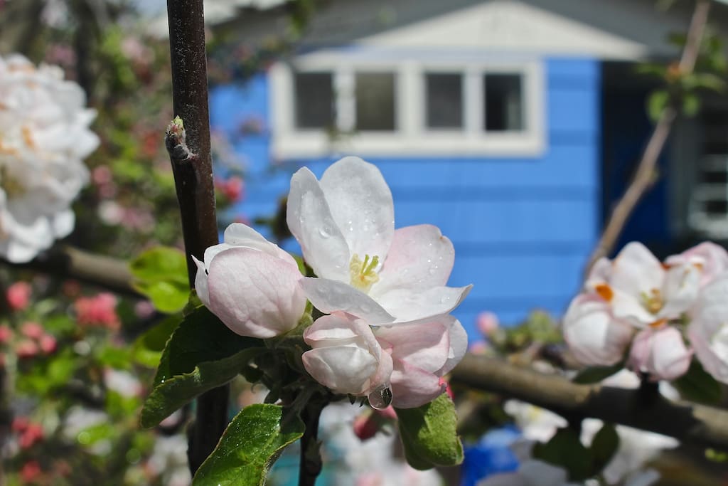 Apple blossoms after a spring rain in the front yard garden.