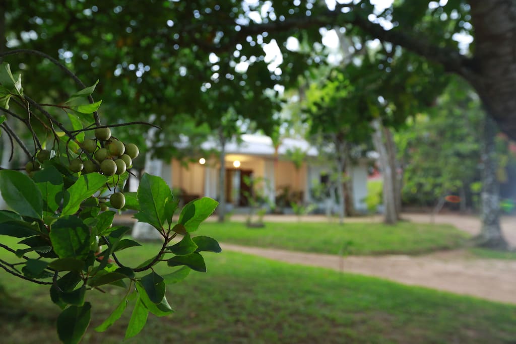 Ceylon "olive" in gardens