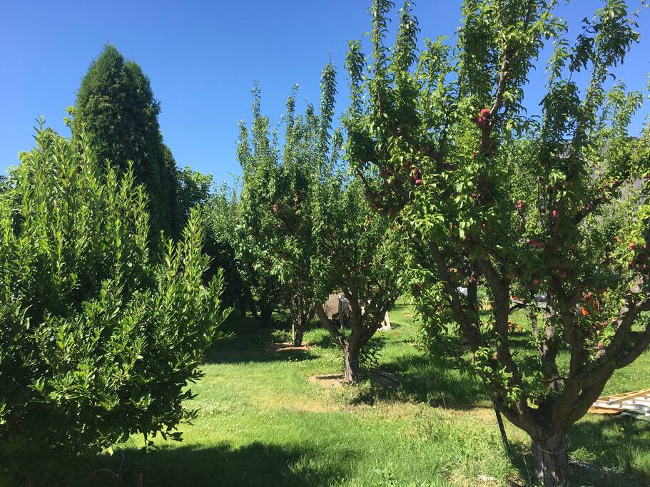 Wake up and go pick some plums or apricots in season :)