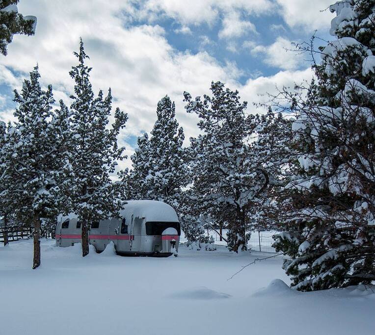 pretty in the snow