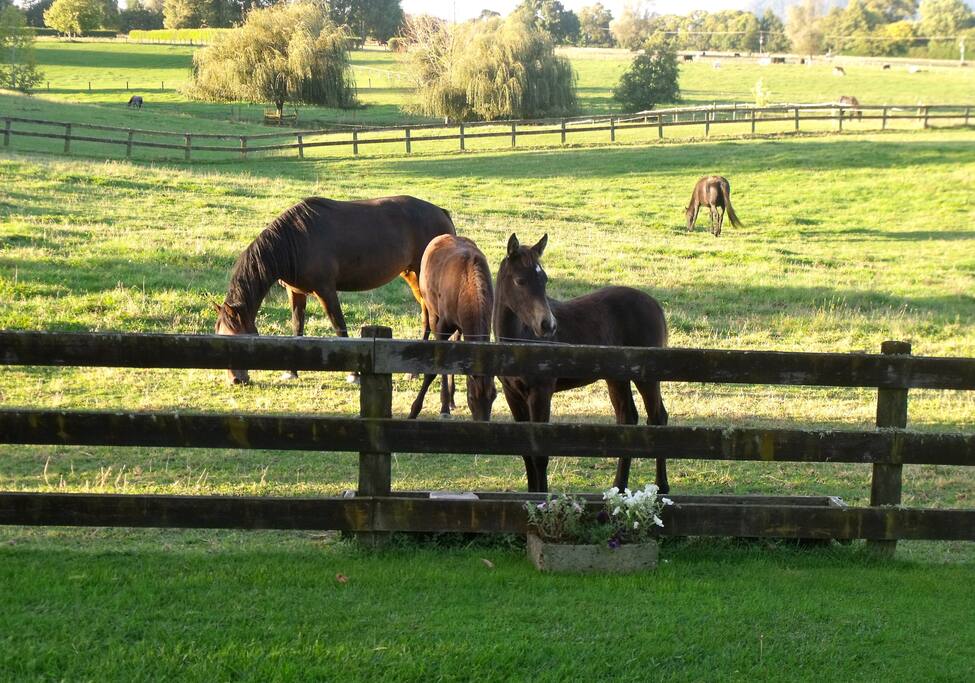 Some of the horses