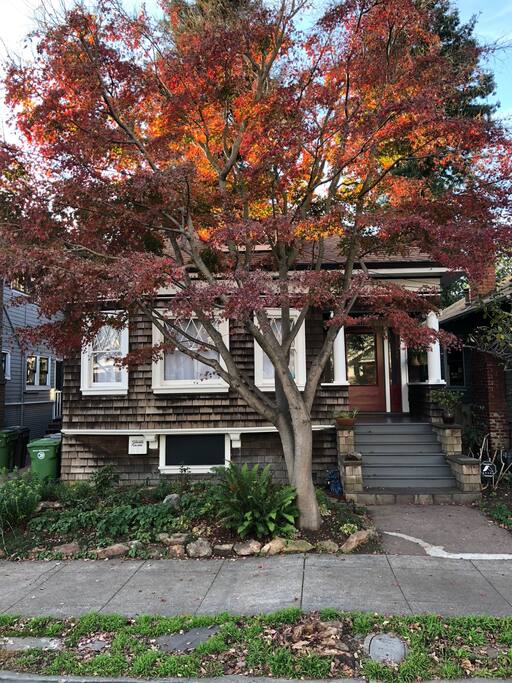 Our Japanese Maple tree in fall mode