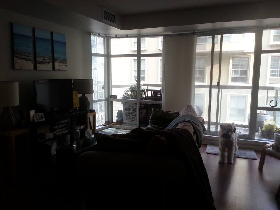 Living room and balcony. Small dining table to the right. TV to the left. Dog will not be home during your stay.