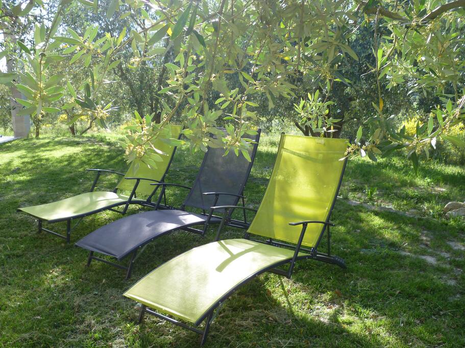 relaxation dans les oliviers