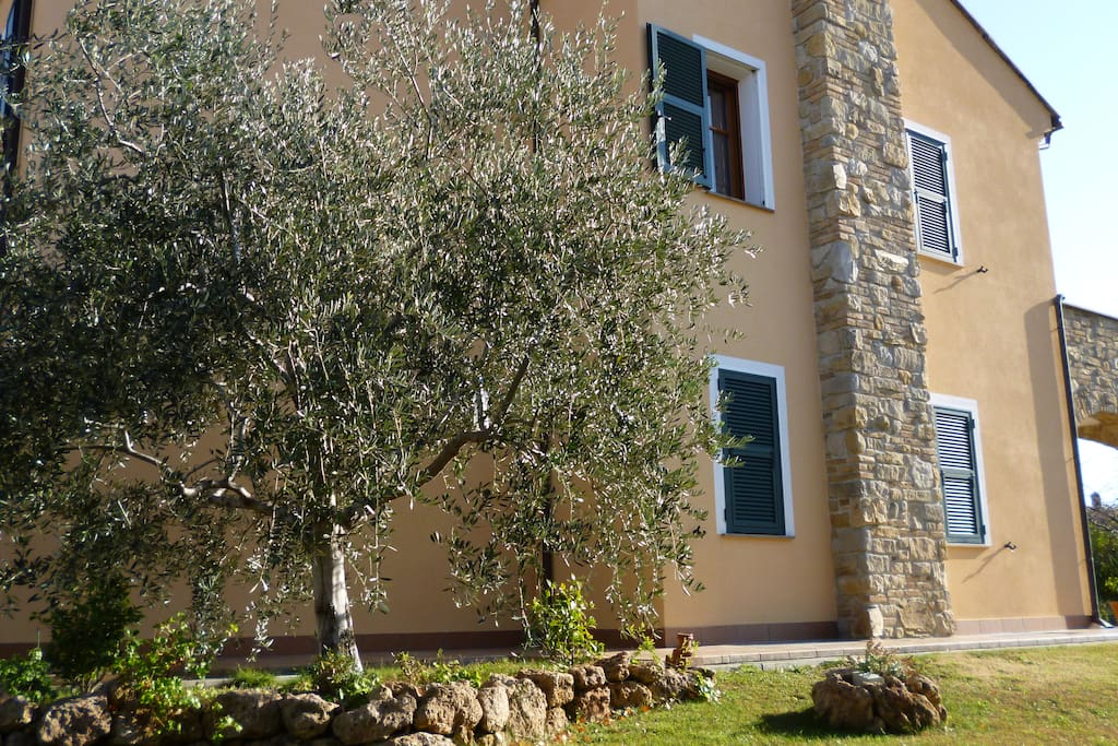 giardino con ulivi