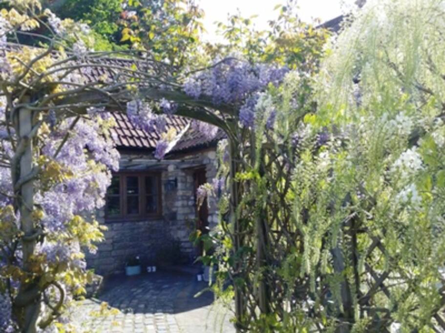 wysteria outside front of mill