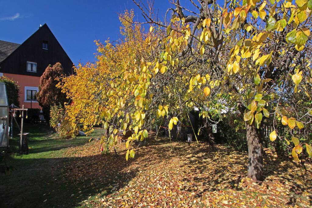 Goldener Oktober am Haus Waldstraße