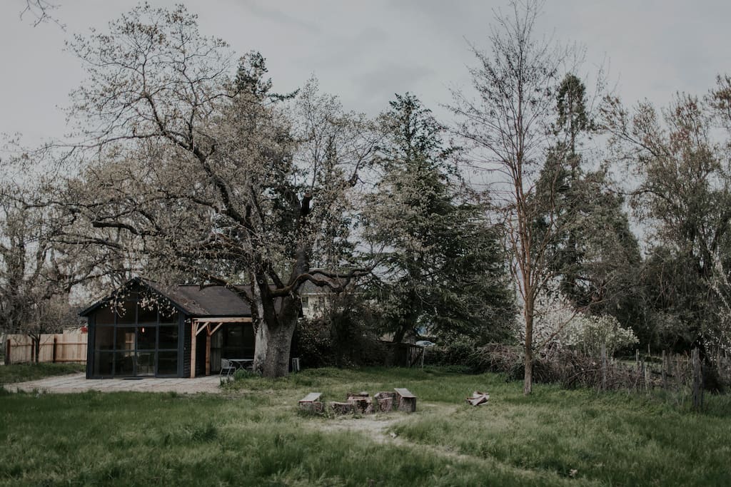Back yard