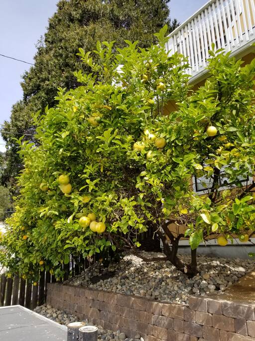 Lemon tree: Feel tree to take one!