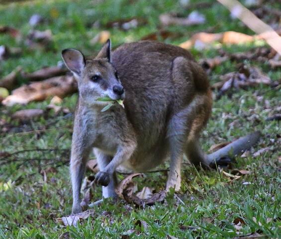 Corindi Beach Sanctuary gallery image 4