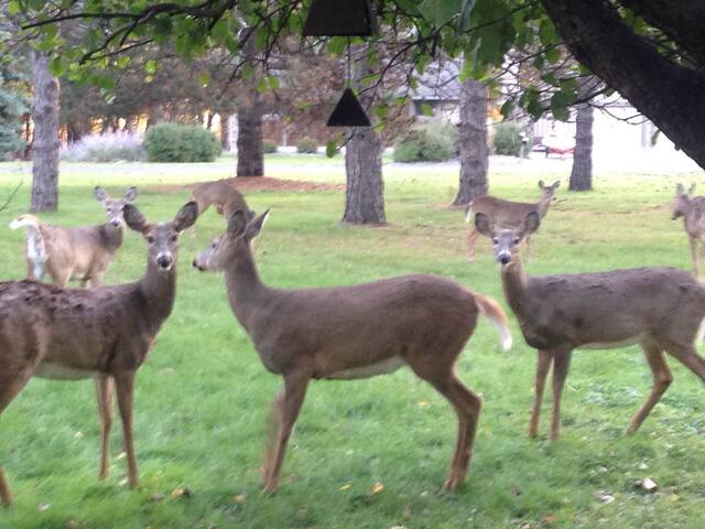 St. Croix River Private Sanctuary W/Heated pool!! gallery image 4