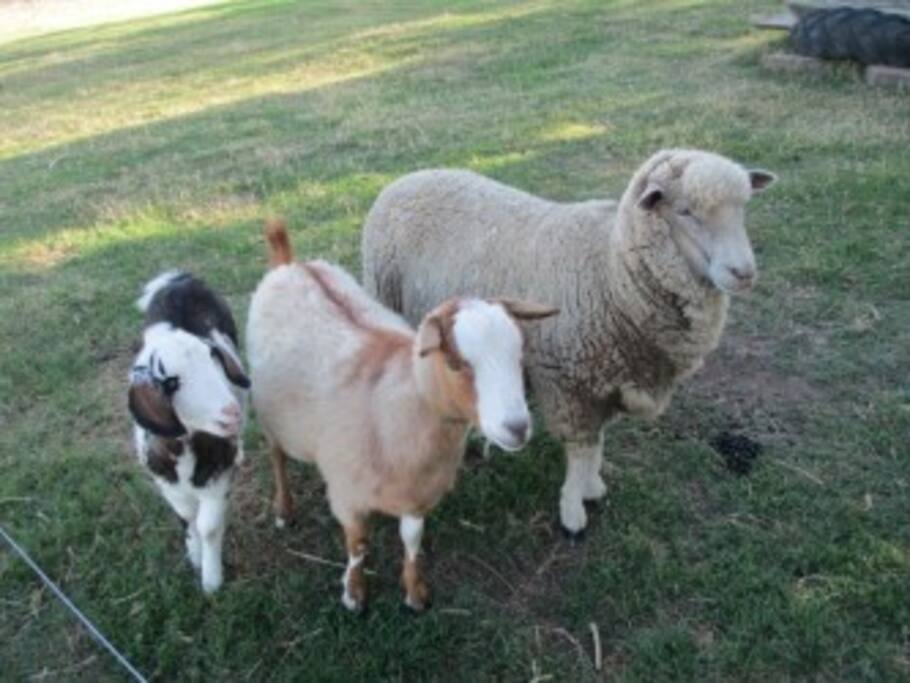 lamb that thinks its a goat, inseperable