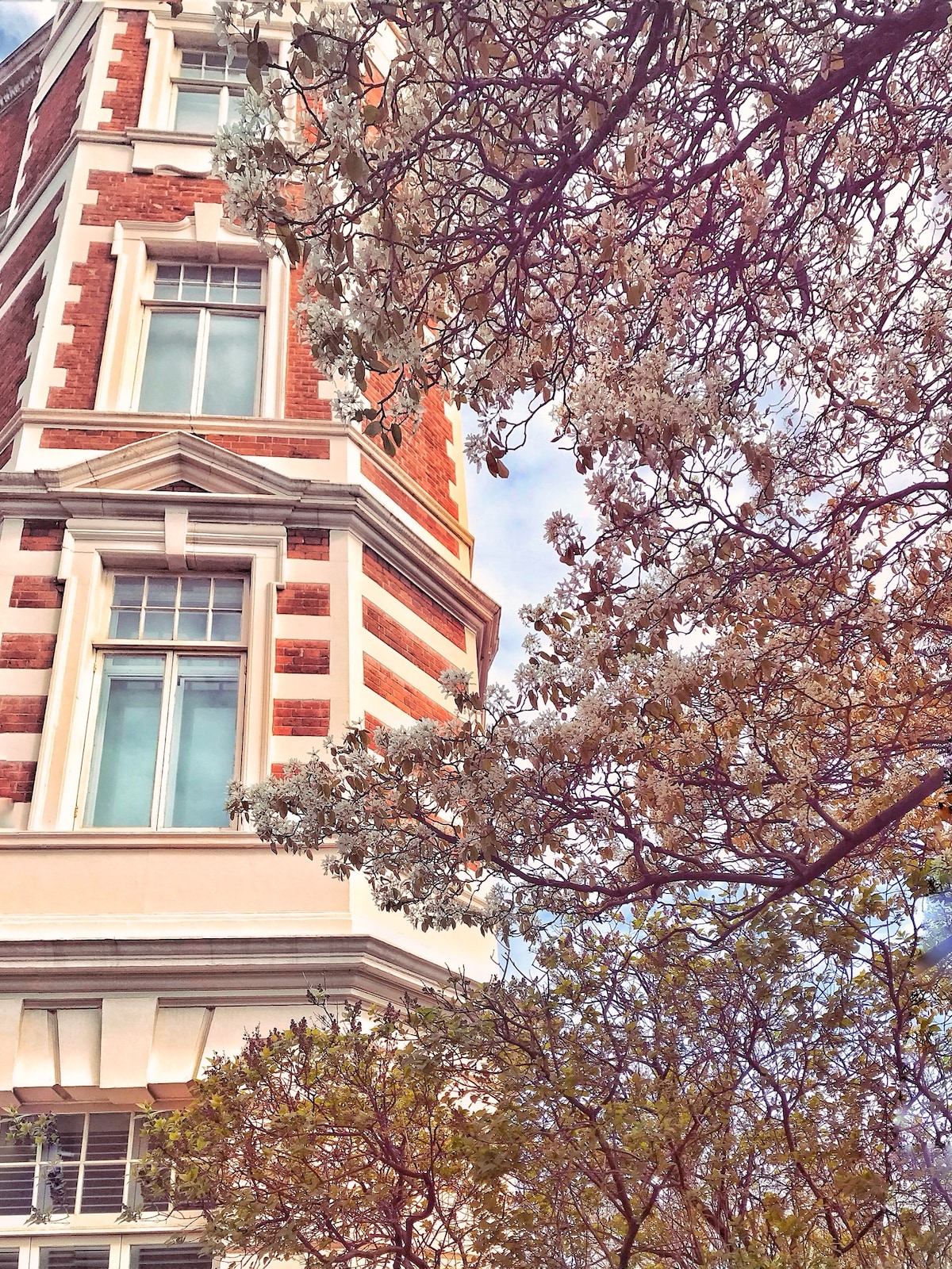 The corner of a brick building is seen, featuring large windows framed by white trim. Blossoming trees with light-colored flowers and green foliage surround the building, adding natural beauty to the urban landscape, while the sky above is visible with soft, diffused light.