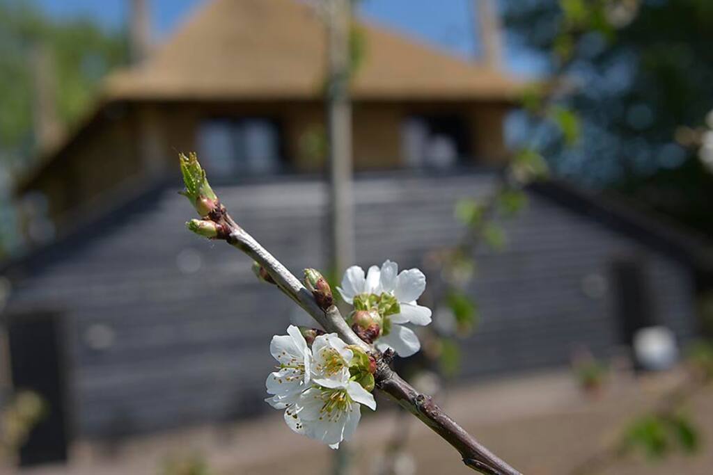 In april en mei staat de Betuwe in de geurende bloesem.
