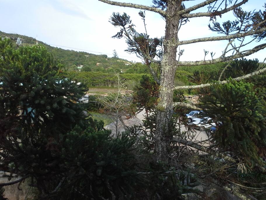 Vista da janela do sótão com a araucária.