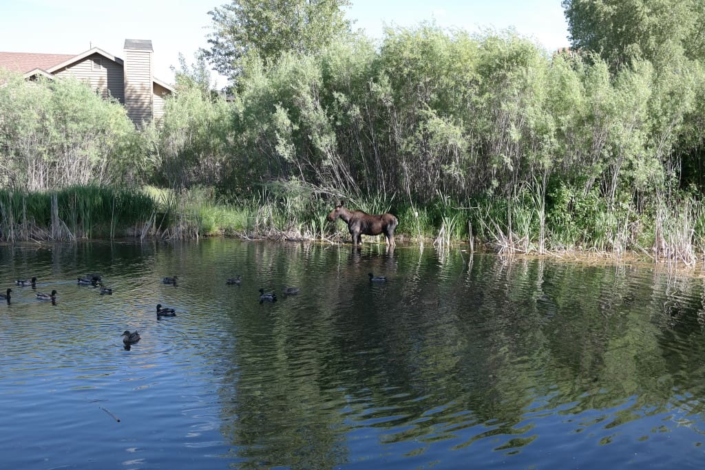 Come in the summer to see Moose and Squirrel