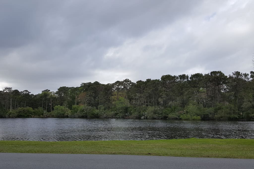 LAKE - BIRDS - ALLIGATORS