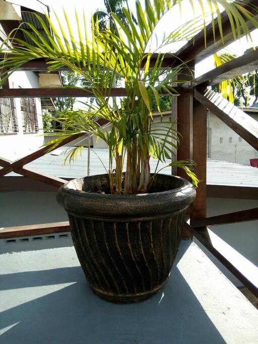 tropical palm decor.