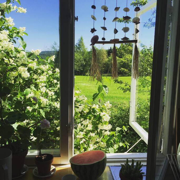 View from kitchen sink.