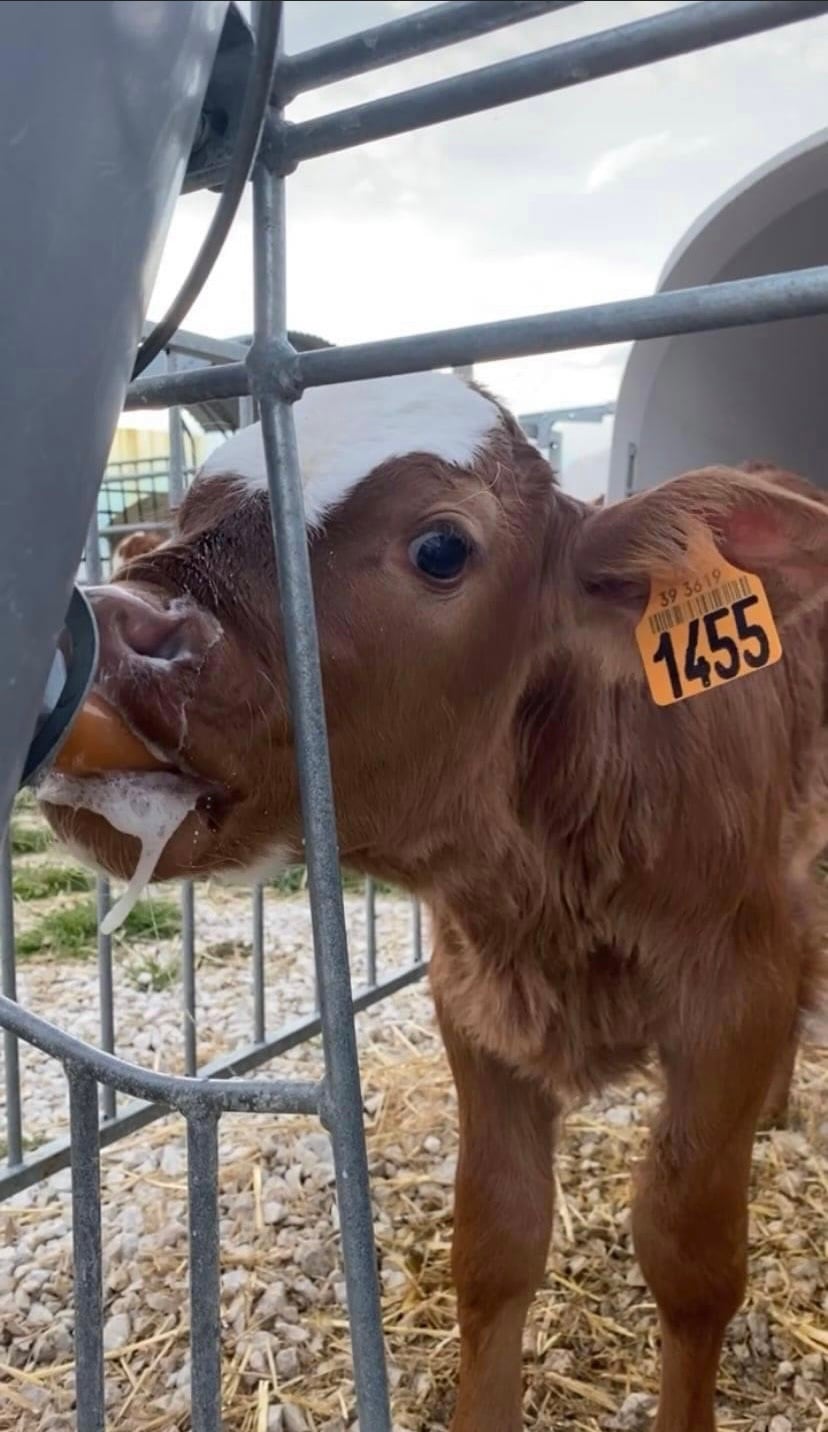 A young calf is seen drinking from a bottle, with a clear identification tag on its ear marked '1455.' The calf has a light brown coat and distinctive white markings on its head. The surroundings include fencing and a grassy area.