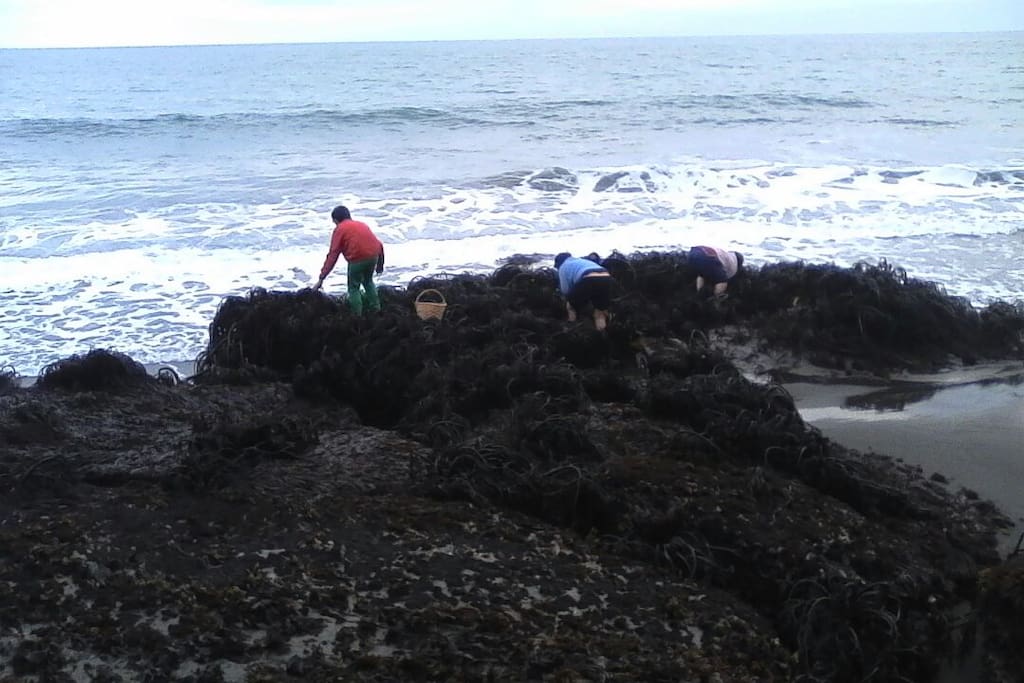 Recoleccion de Algas y Mariscos
