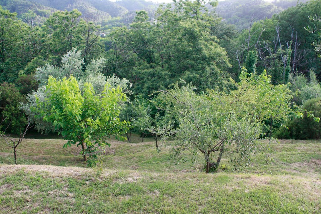 Il terreno a cui avrete accesso