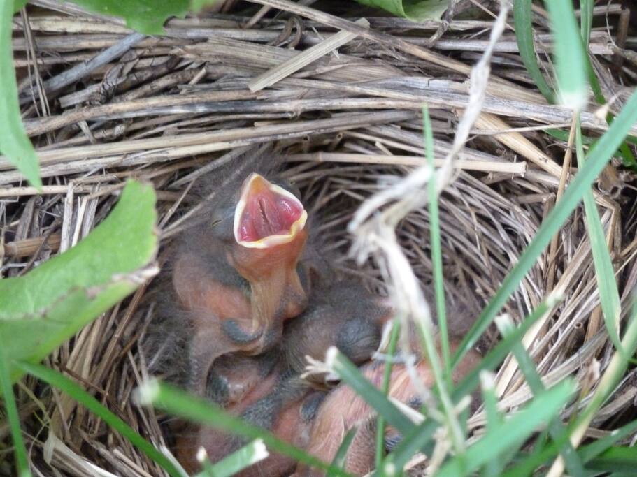 YOU NEVER KNOW WHAT YOU MIGHT FIND IN THE GARDEN