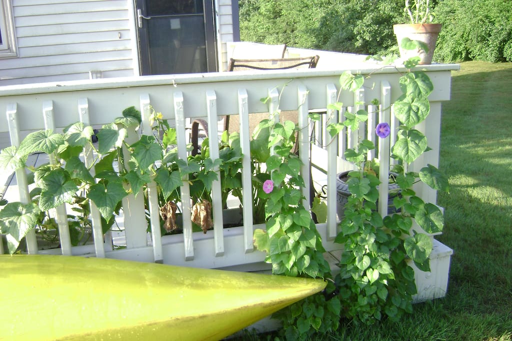 Porch and back yard