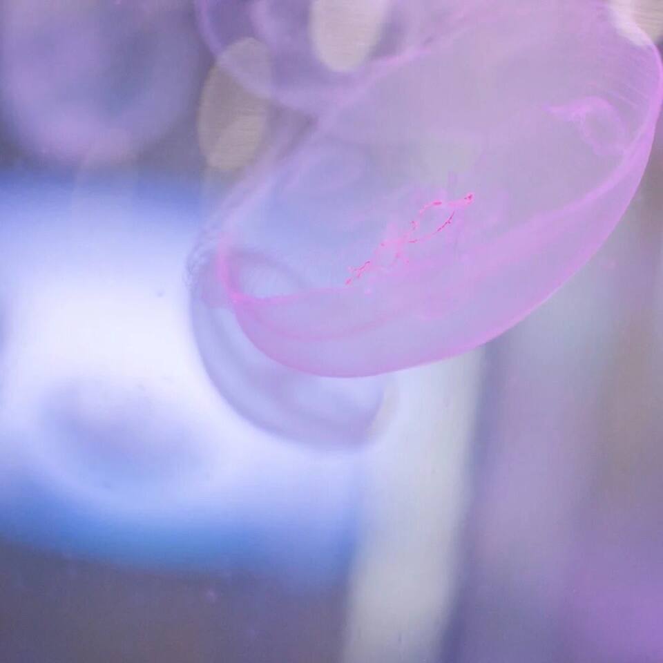水母万花筒馆 帷幕涌动着的深海里 一些细微地翻腾 香港特别行政区旅游攻略 尽在airbnb爱彼迎