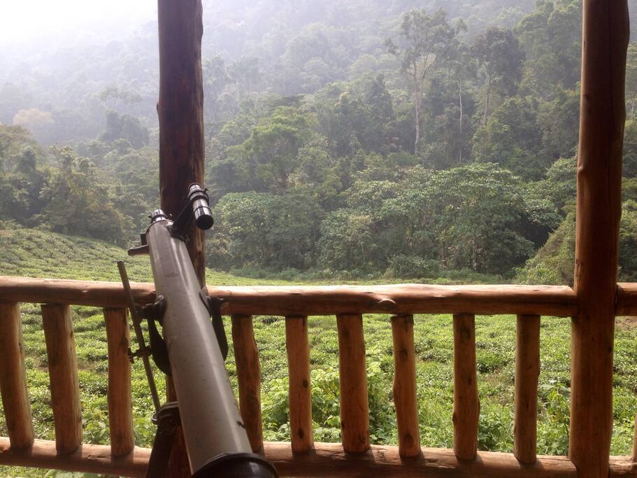 Porch from Middle Gorilla House. Cook your own breakfast on the back porch. Make a cup of tea over a real Ugandan tea plantation. The forest in the background is the boundary for the national Park. Minutes from Gorilla trekking or perhaps they might greet you at the door in the morning.