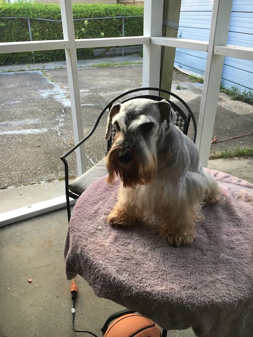 Meet Ky! Very sweet, sometimes jealous enjoys chasing any little critter that runs. Not a big fan of bigger dogs.