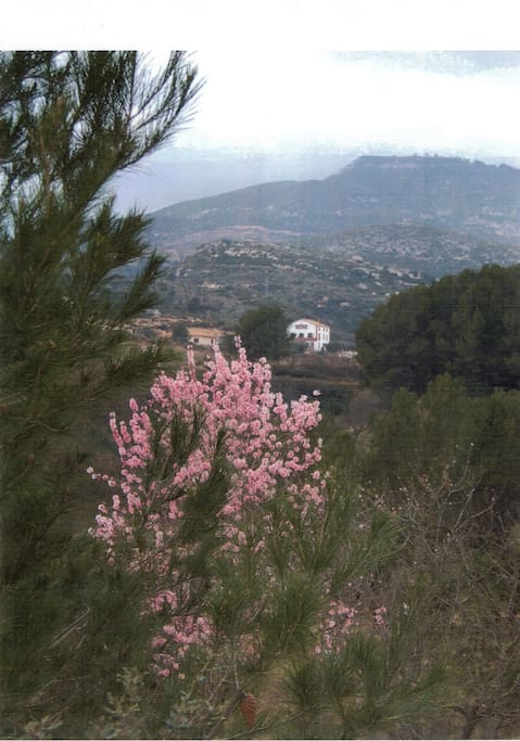 Entre MER (10 min) et au pied de la montagne de PRADES