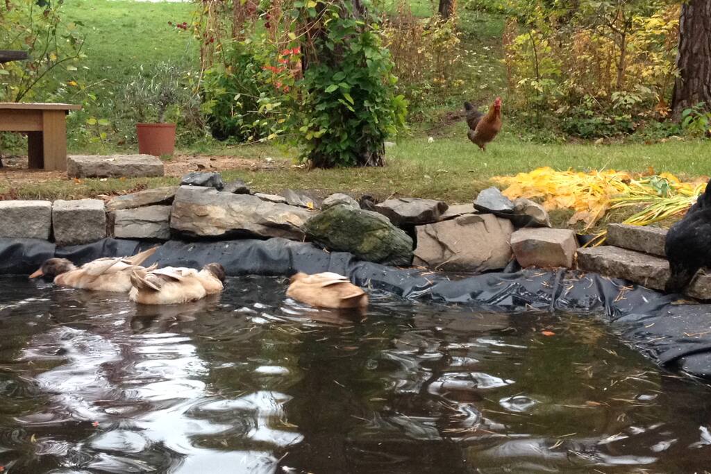 Friendly ducks in the garden.