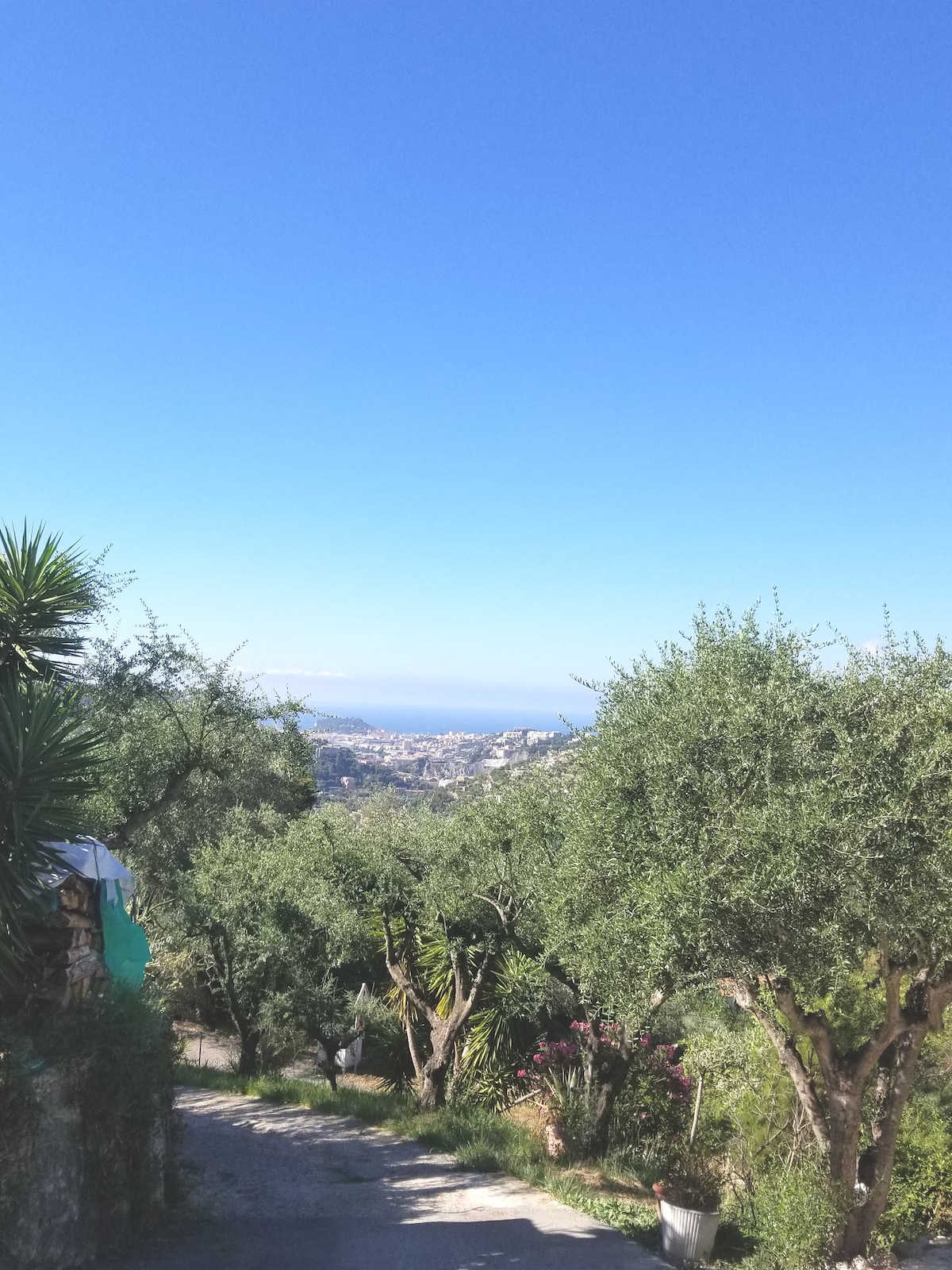 A scenic view captures olive trees lining a pathway that leads towards a distant coastal city. The clear blue sky provides a bright backdrop, while the landscape reveals a mix of greenery and hints of urban development in the background.