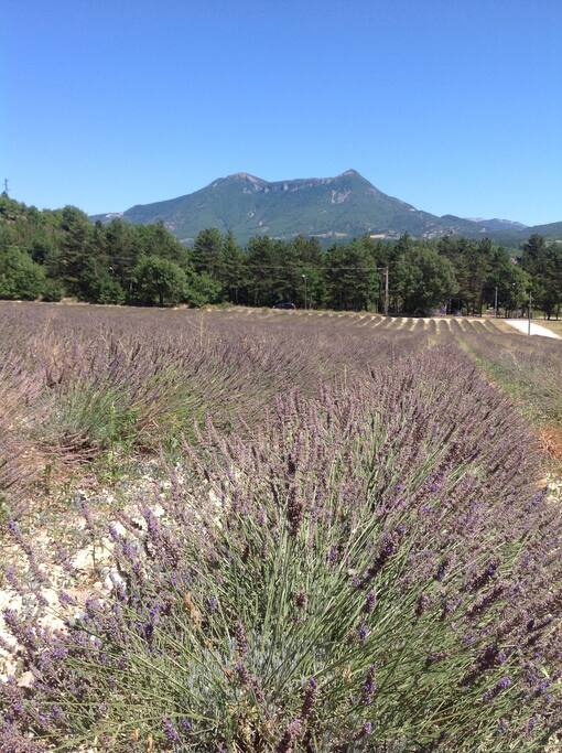 Vue sur les lavandes et la montagne le Cousson