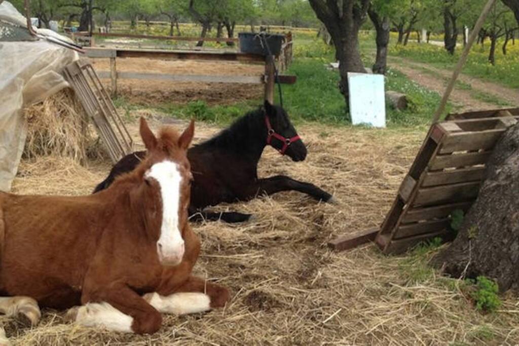 Horses
