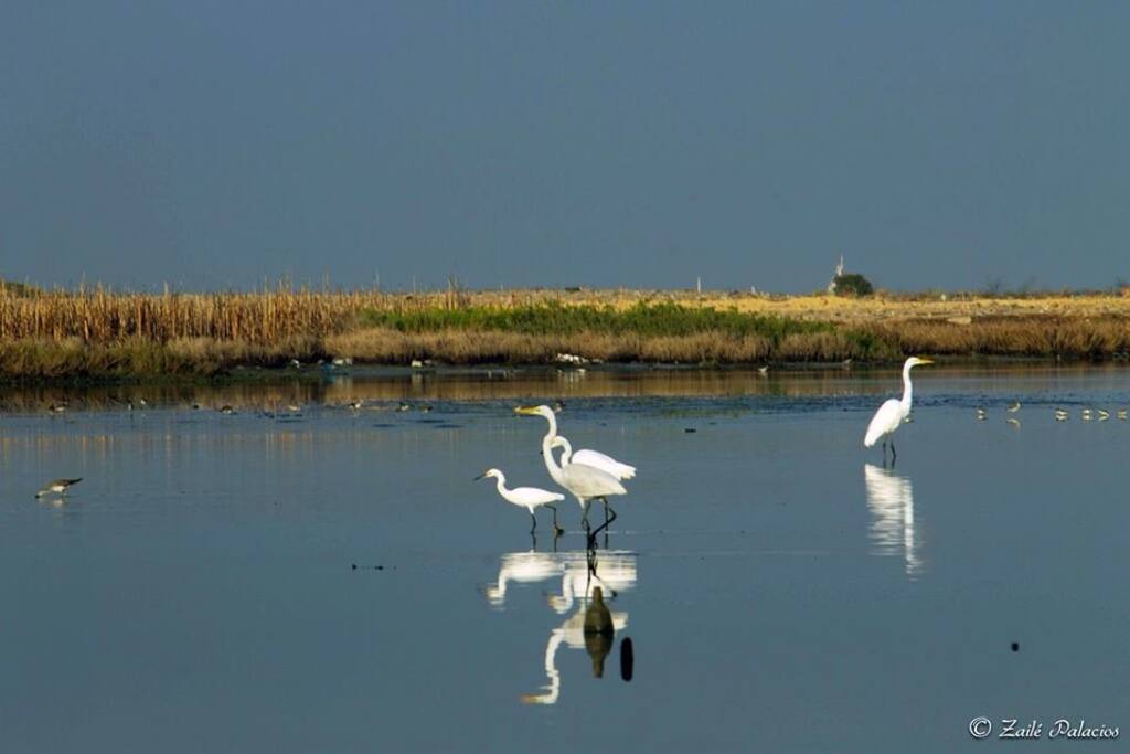 Laguna de Los Patos, Cumaná