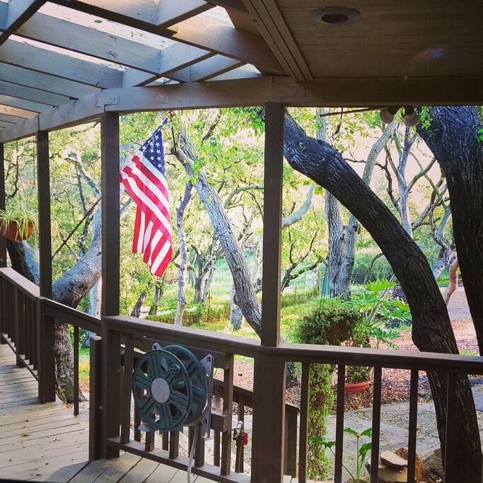A view of the forest from our window.