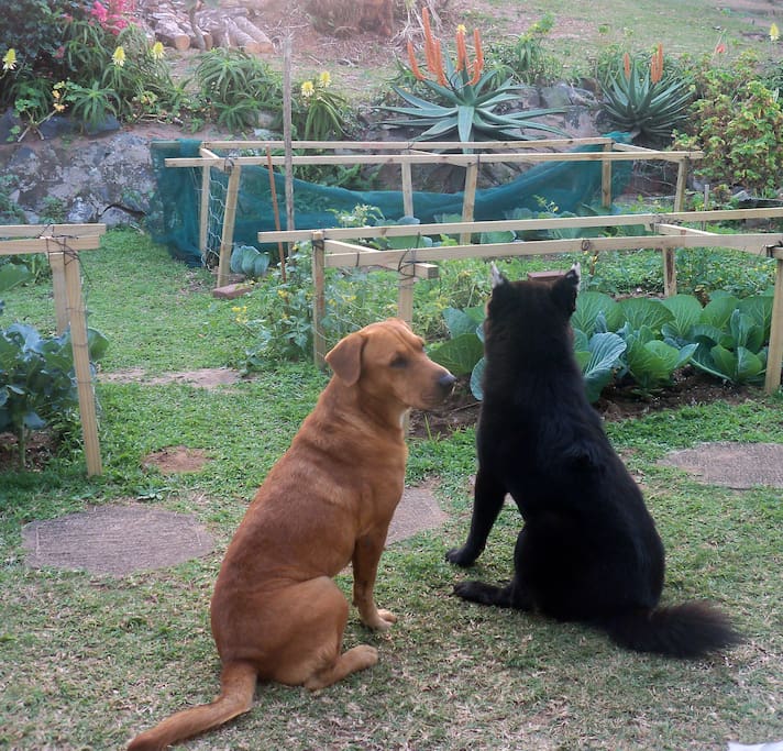 Two of the family dogs (medium to small size) at the back with the organic vegetable garden.