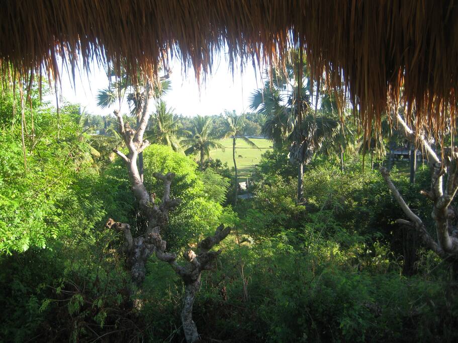 View from the verandah