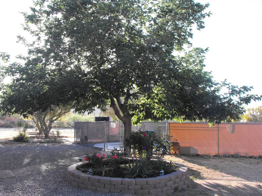 Backyard flower garden